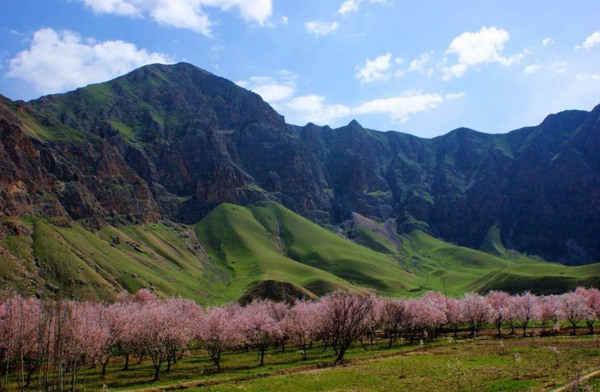 Green mountains above an orchard of blossoming trees in Samangan in spring